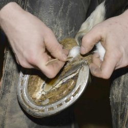 Primecare Hoof Powder 100g