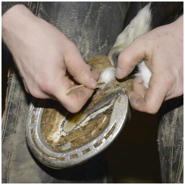 Primecare Hoof Powder 100g