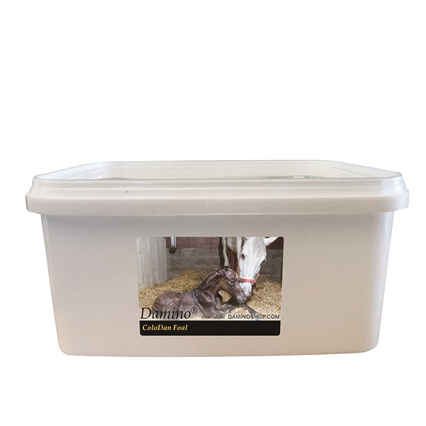 ColoDan Foal