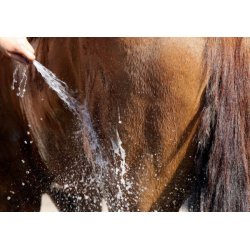 Nathalie All Brown Shampoo<br>500 ml