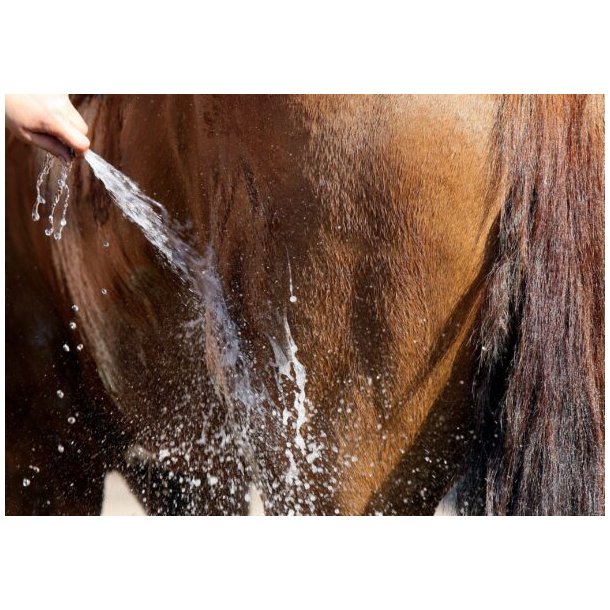 Nathalie All Brown Shampoo<br>500 ml