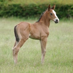 Nathalie Foal Shampoo 500 ml