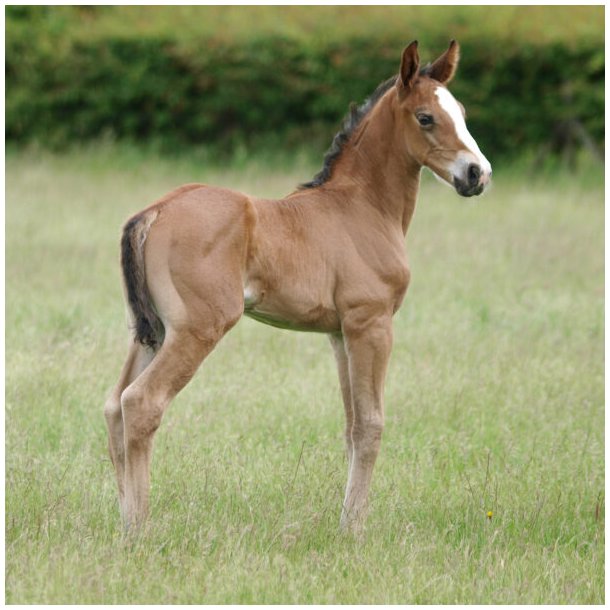 Nathalie Foal Shampoo 500 ml