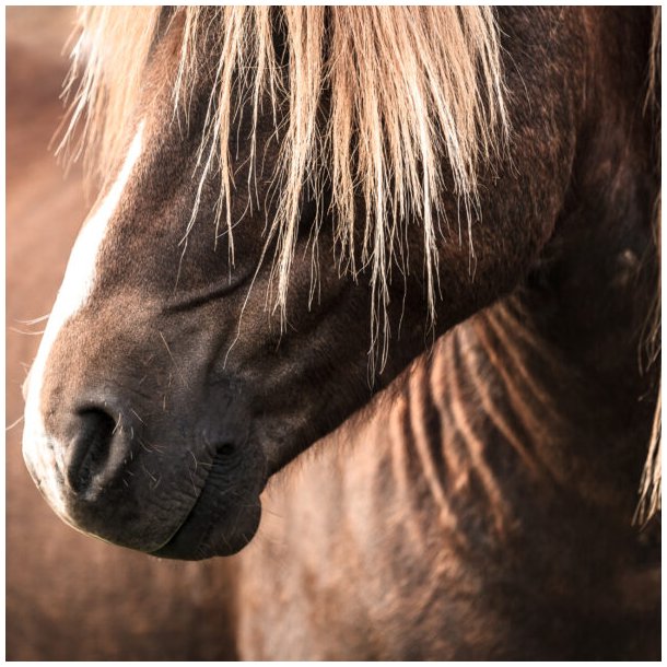 Nathalie Icelandic Horse Shampoo 500 ml