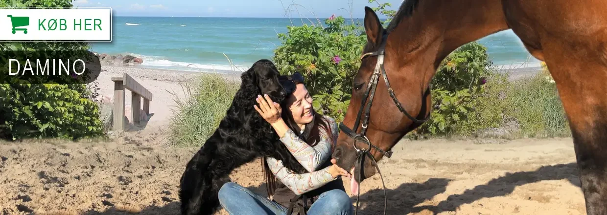 Produkter til din hund